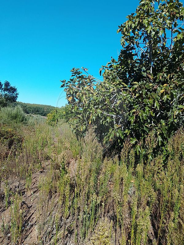 Moradia T3 à venda em Sabacheira, Tomar — foto 8