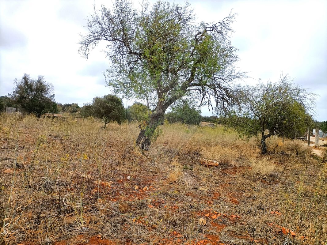 Terreno  para venda
