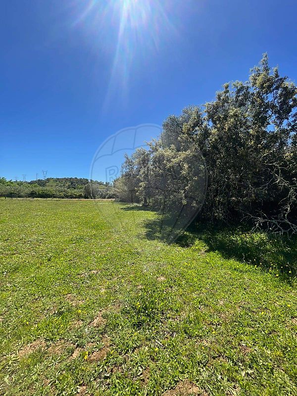 Terreno - São Bartolomeu de Messines, Silves, Faro