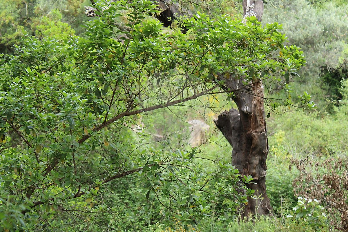 Moradia T3 à venda em Santana da Serra, Ourique — foto 18