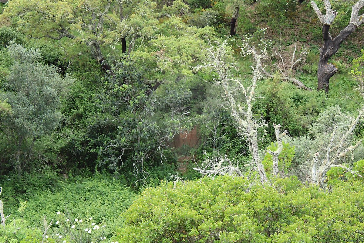 Moradia T3 à venda em Santana da Serra, Ourique — foto 24