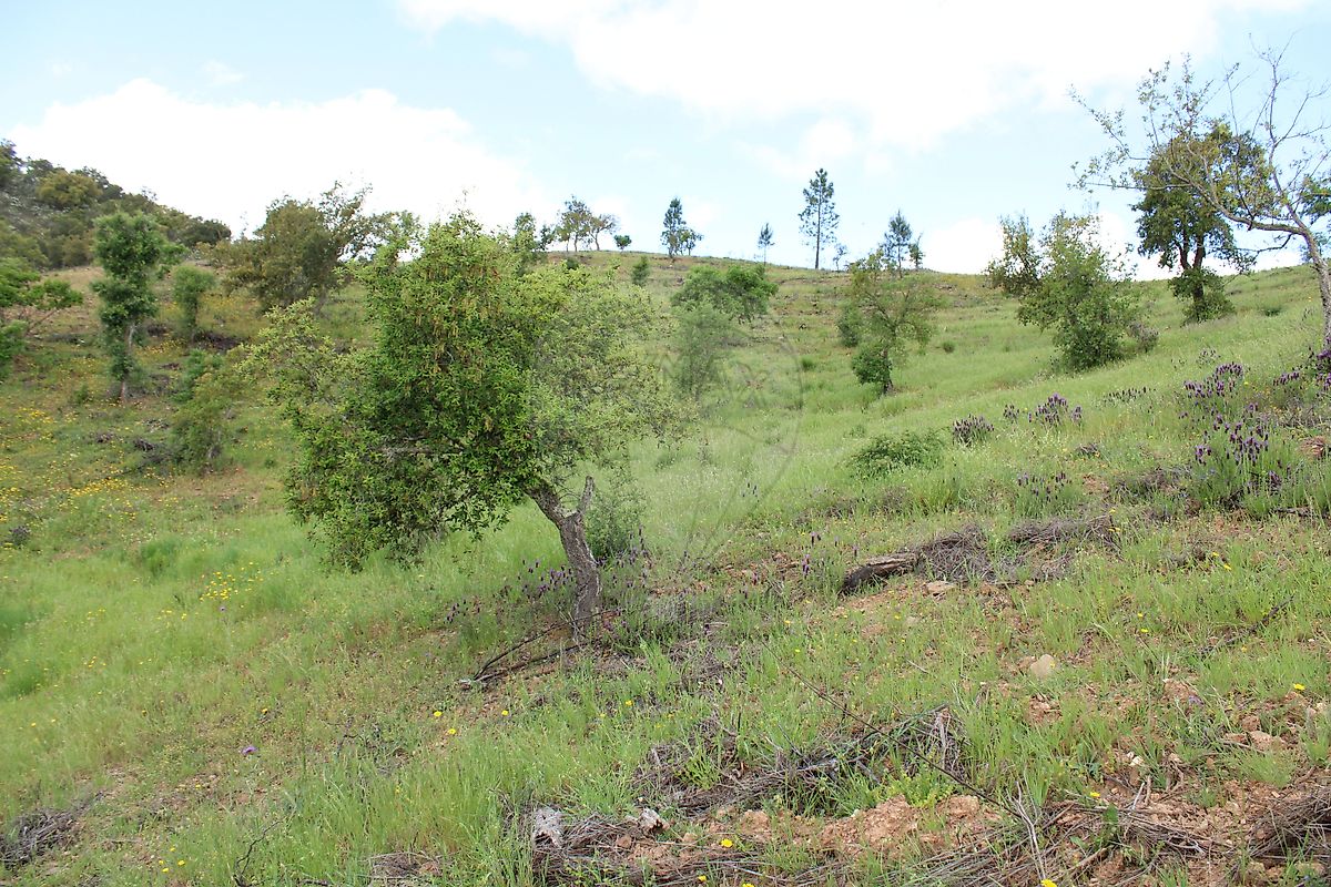 Moradia T3 à venda em Santana da Serra, Ourique — foto 26