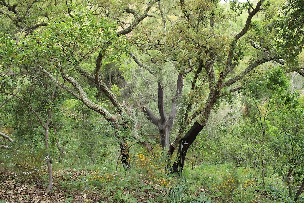 Moradia T3 à venda em Santana da Serra, Ourique — foto 21