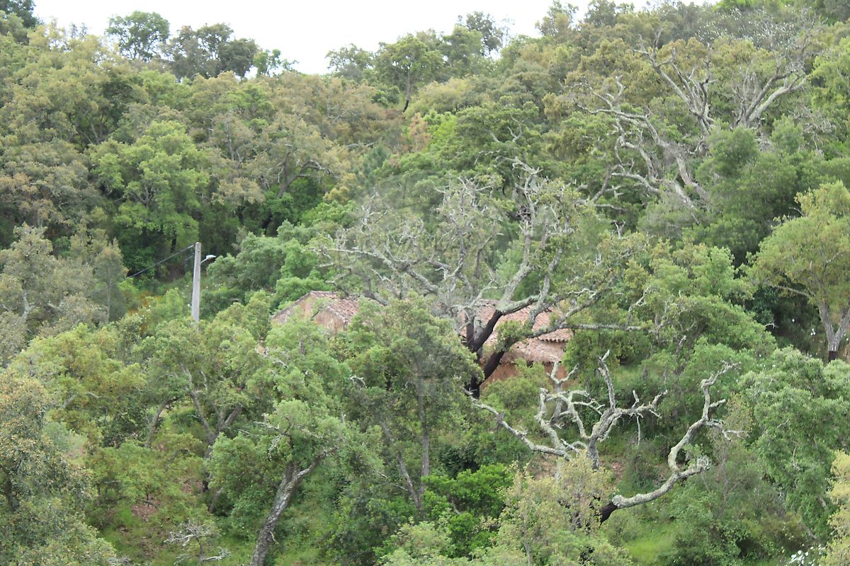 Moradia T3 à venda em Santana da Serra, Ourique — foto 25