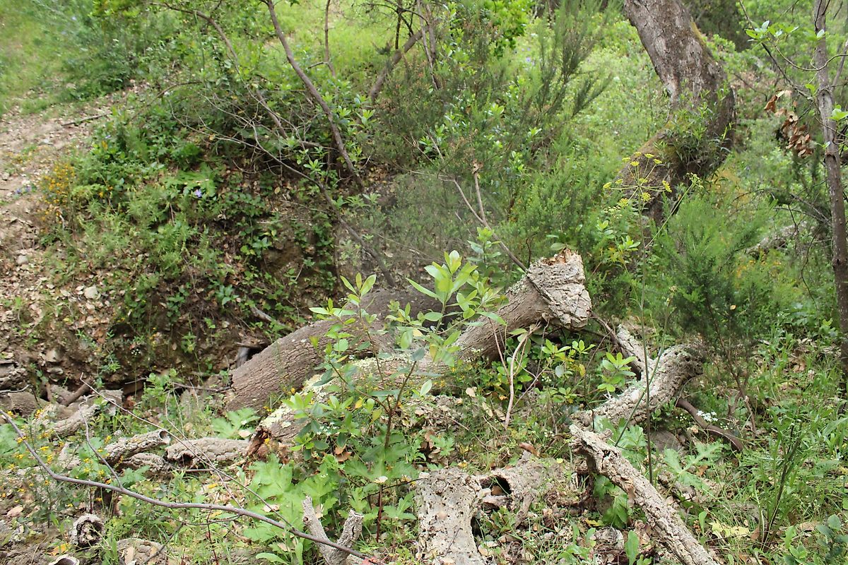 Moradia T3 à venda em Santana da Serra, Ourique — foto 20