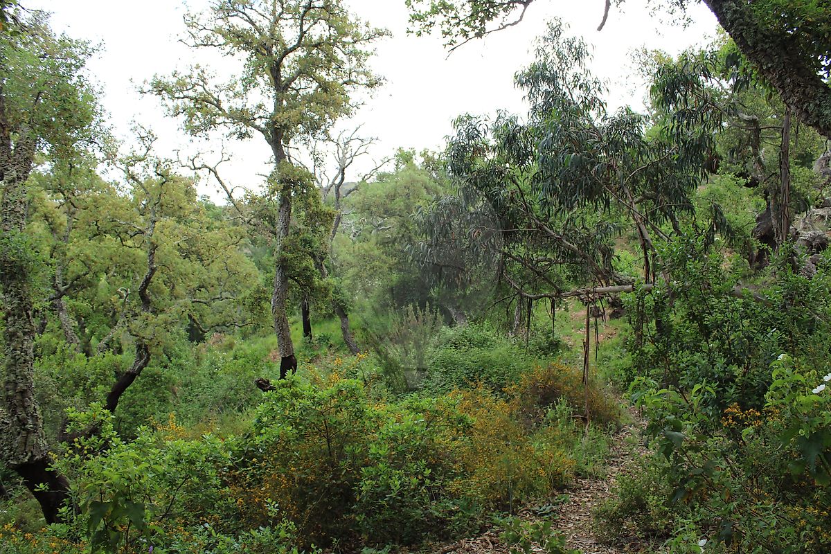 Moradia T3 à venda em Santana da Serra, Ourique — foto 17