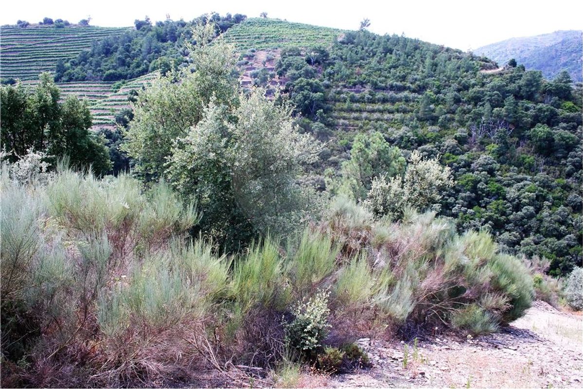 Terreno-Venda-Castanheiro do Sul-S. João Pesqueira