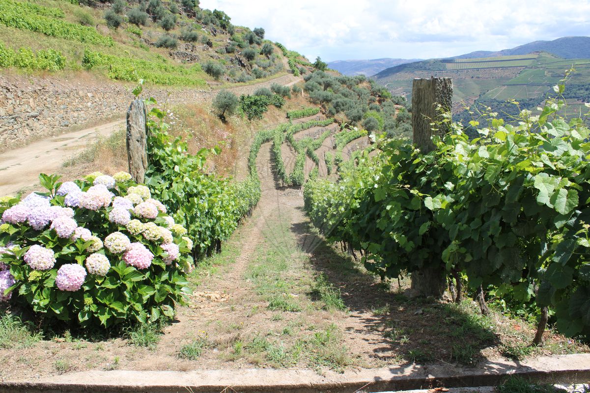 Terreno para venda