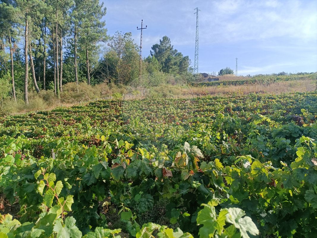 Terreno  para venda