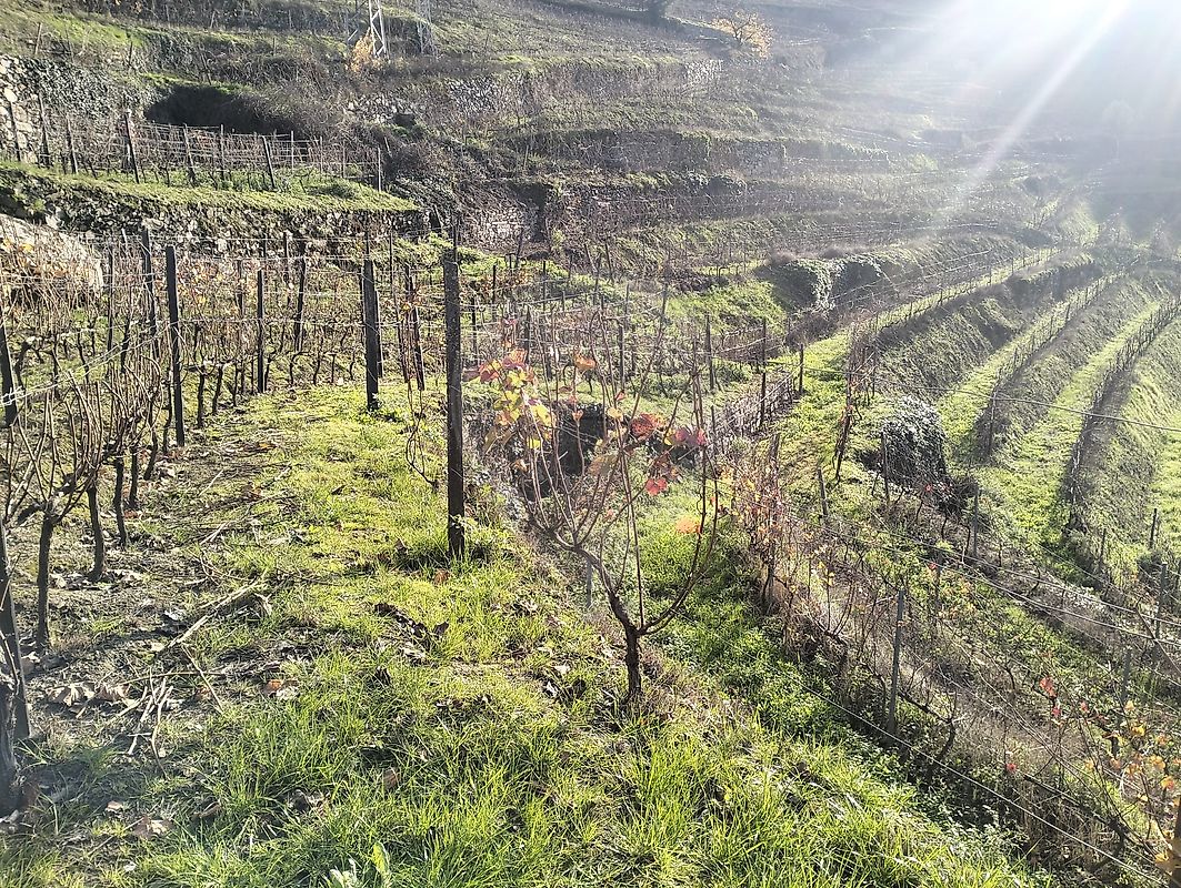 Terreno  para venda