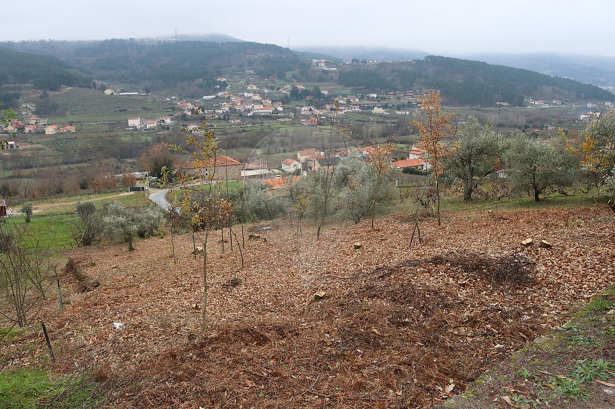 Terreno - Tarouca e Dálvares, Tarouca, Viseu