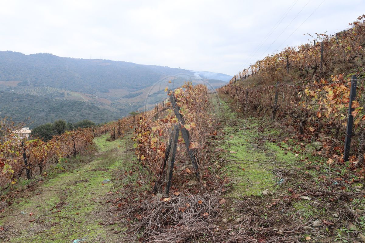 Terreno  para venda