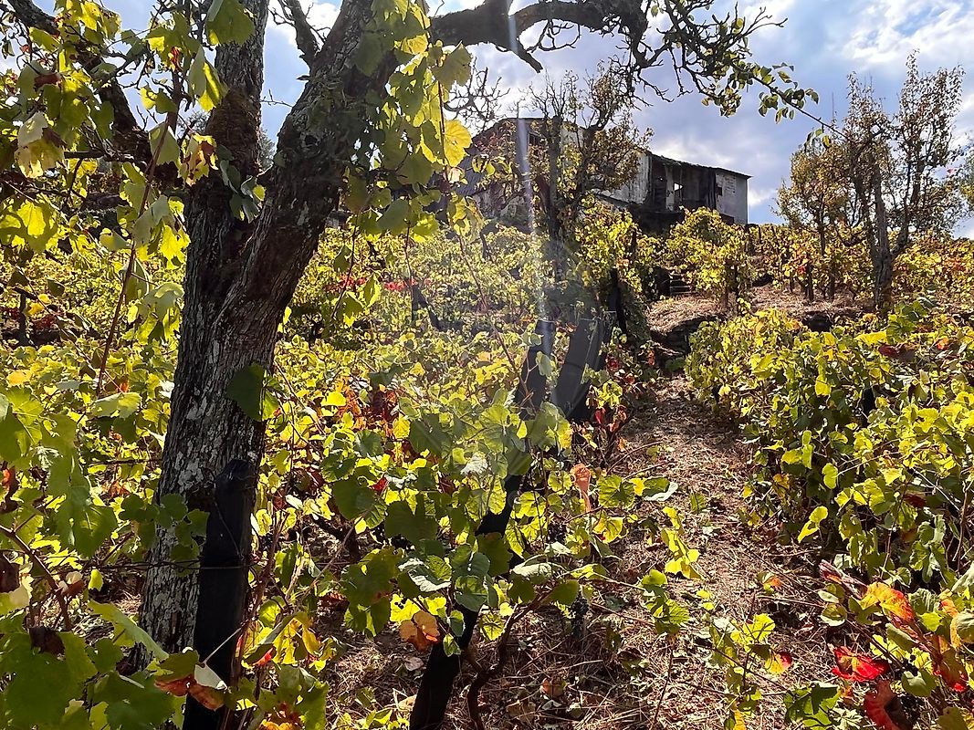 Moradia T1 à venda em Cambres, Lamego — foto 8