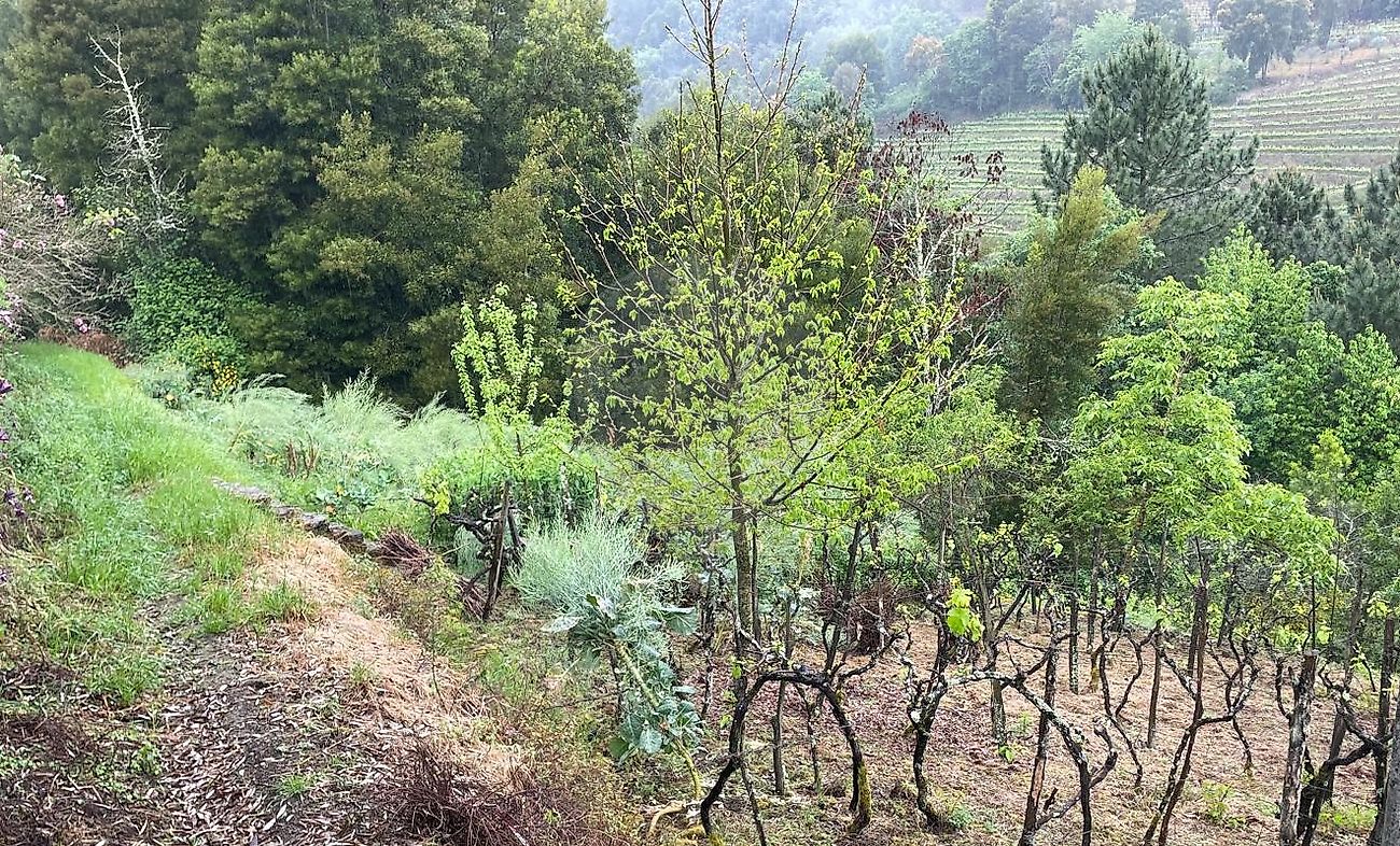 Terreno para venda