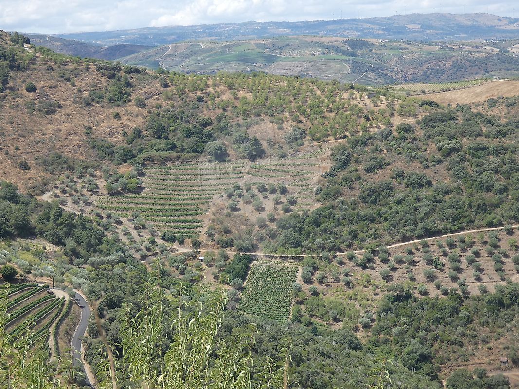 Terreno  para venda