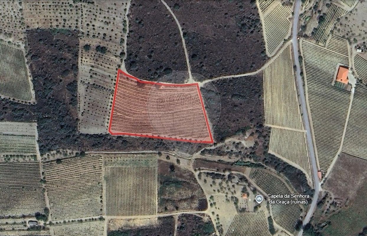 Terreno - Custóias, Vila Nova de Foz Côa, Guarda