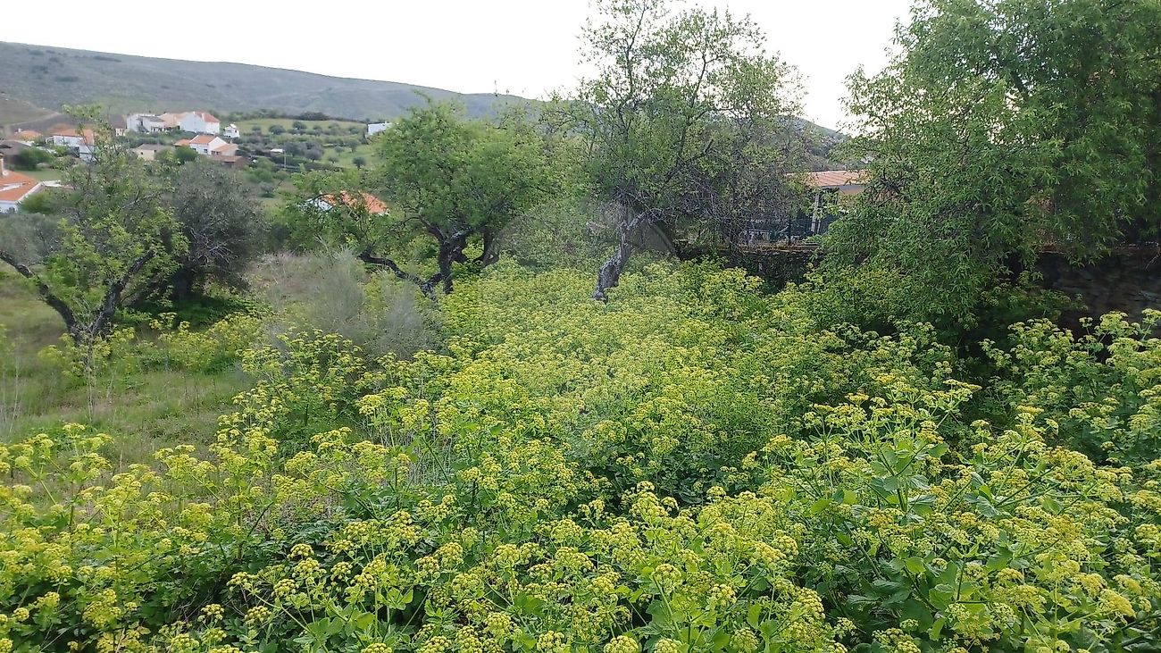 Terreno - Muxagata, Vila Nova de Foz Côa, Guarda