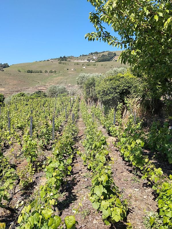 Terreno - Vila Marim, Mesão Frio, Vila Real
