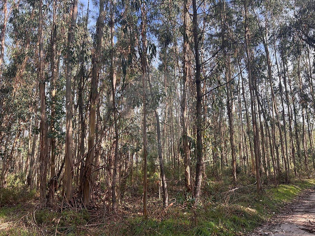 Terreno - Ourentã, Cantanhede, Coimbra