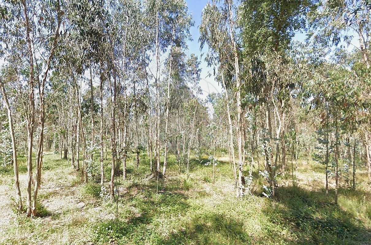 Terreno - Ourentã, Cantanhede, Coimbra
