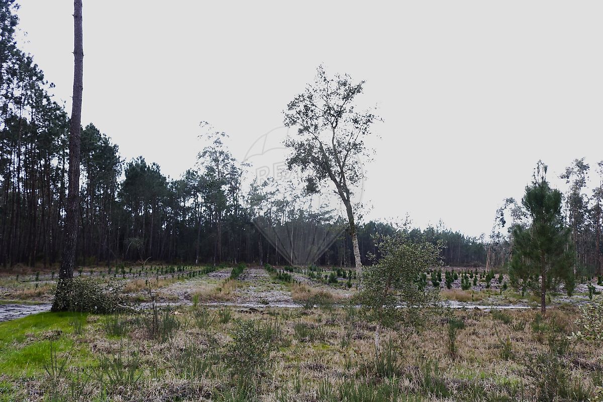 Terreno - Cadima, Cantanhede, Coimbra