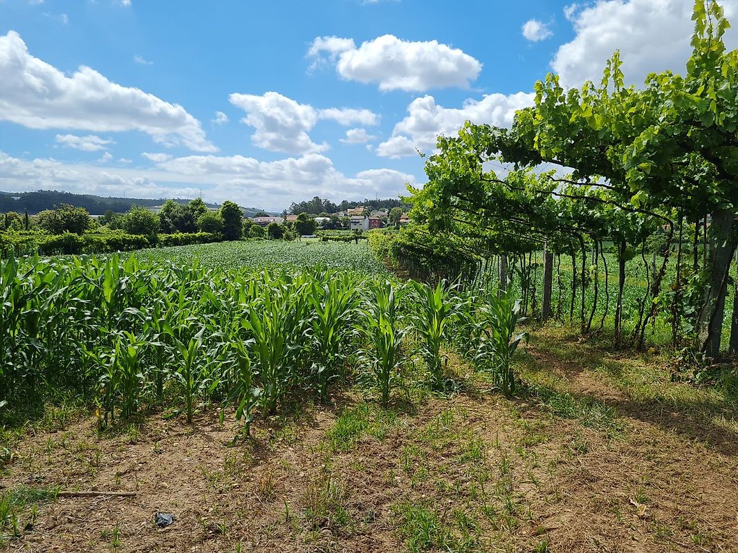 Terreno  à venda em Trofa