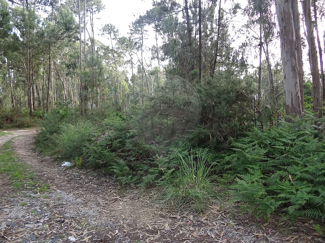 Terreno à venda em Espinho