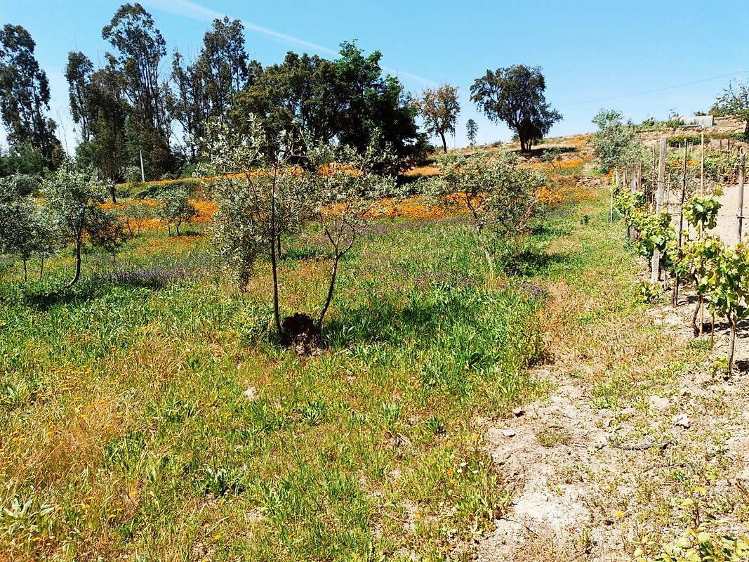 Moradia T0 à venda em Covas e Vila Nova de Oliveirinha, Tábua — foto 6