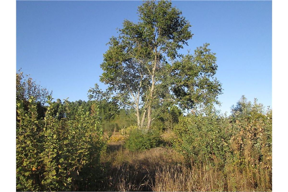 Terreno à venda em Mangualde
