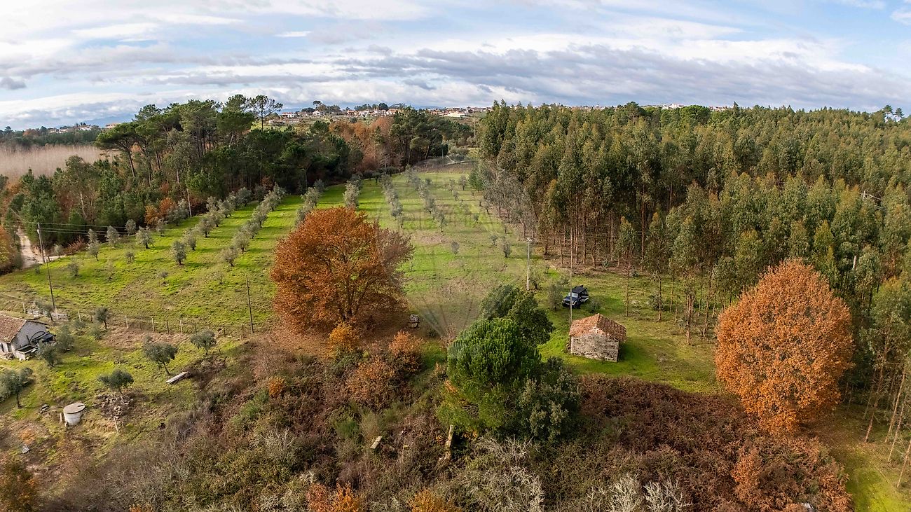 Terreno - Carvalhal Redondo e Aguieira, Nelas, Viseu