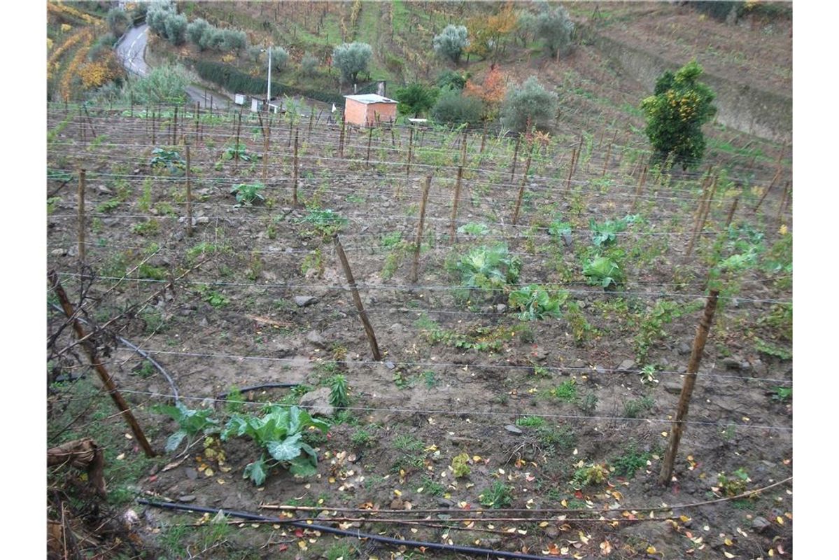 Terreno com vinha nova, campo e pomar