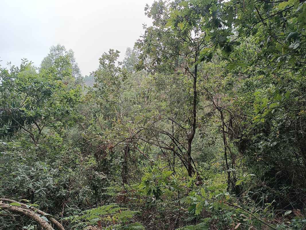 Terreno à venda em Amarante