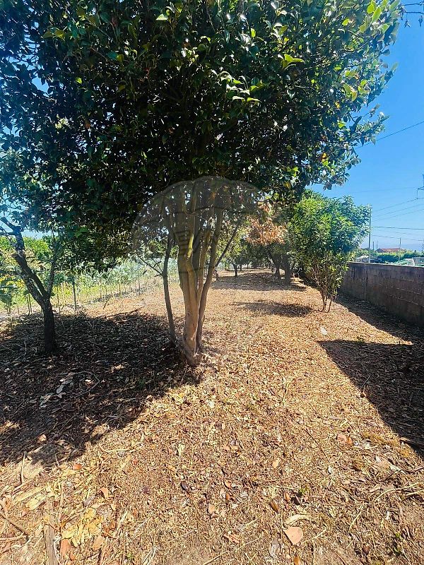 Moradia - Amoreira da Gândara, Paredes do Bairro e Ancas, Anadia, Aveiro