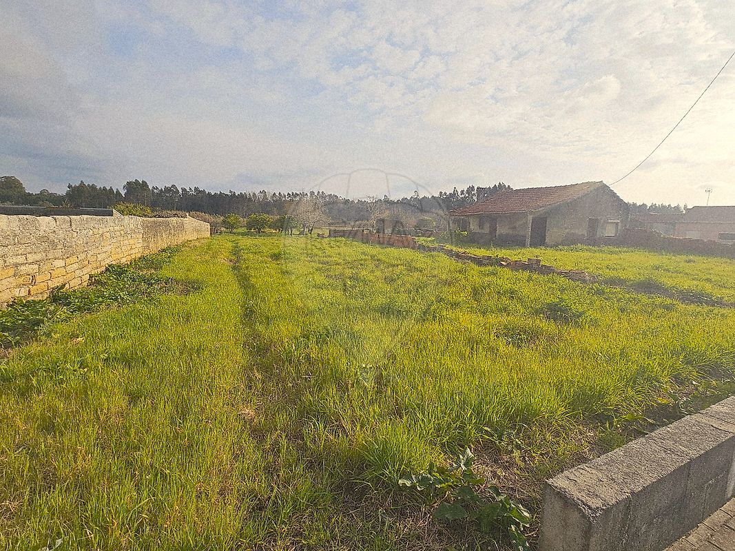 Terreno - Febres, Cantanhede, Coimbra