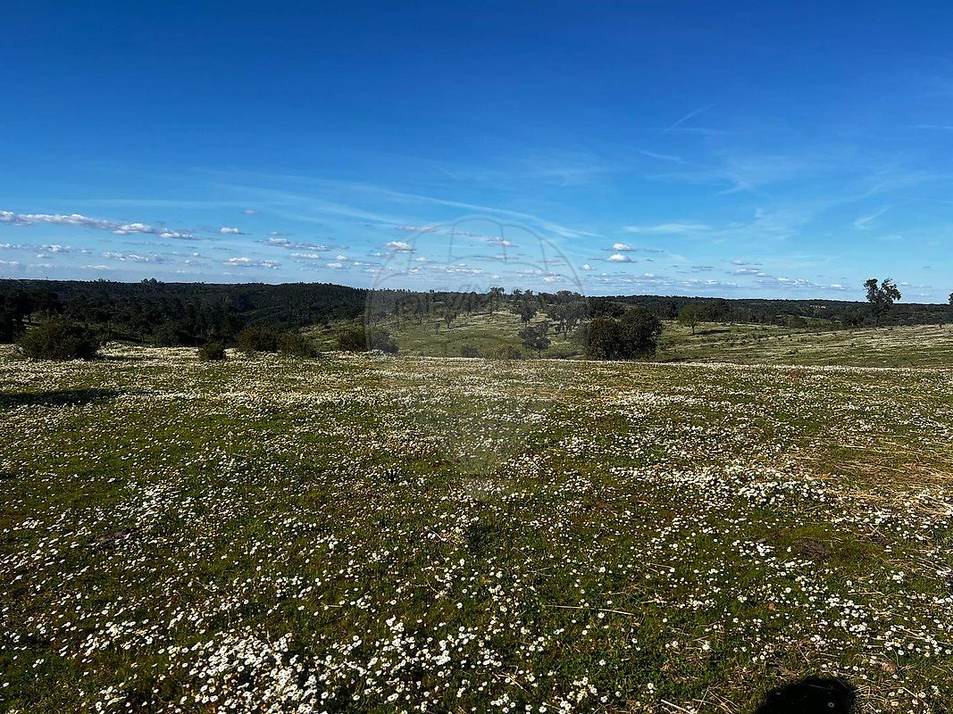 Terreno - Cabrela, Montemor-o-Novo, Évora