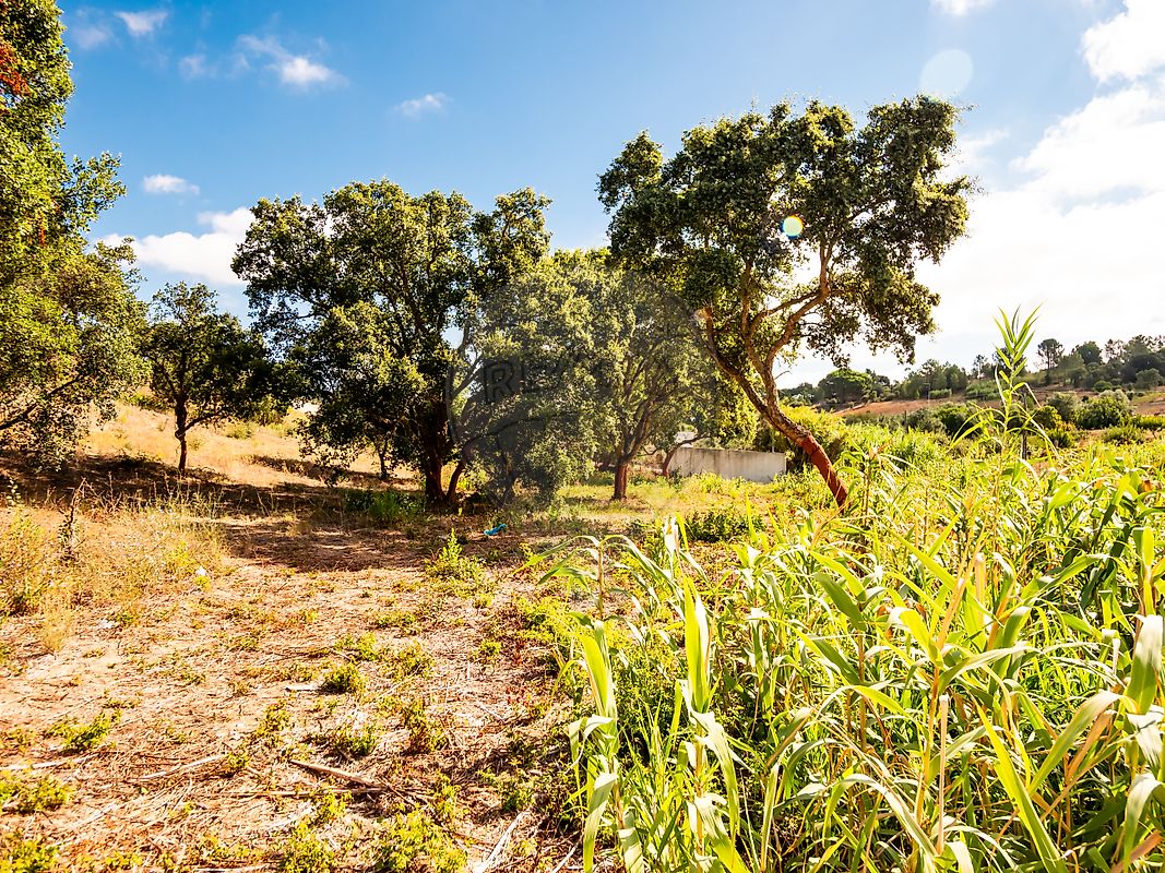 Terreno  à venda em Azambuja