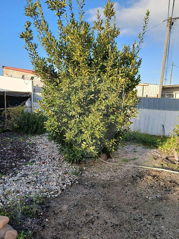 listing 125011216-54 picture-0