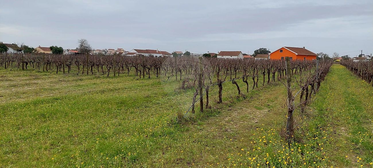 Terreno - Pontével, Cartaxo, Santarém