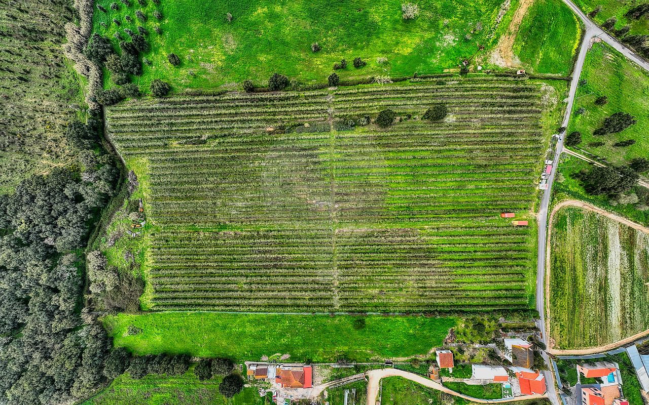 Terreno - Cartaxo e Vale da Pinta, Cartaxo, Santarém