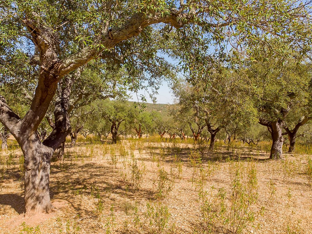 Terreno - Glória, Estremoz, Évora