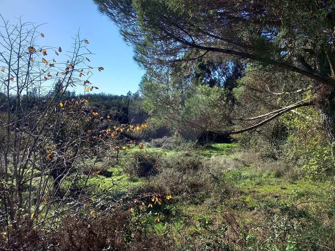 Terreno à venda em Gavião