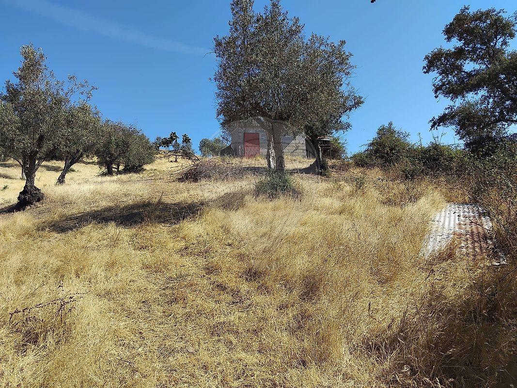 Terreno - Montargil, Ponte de Sor, Portalegre