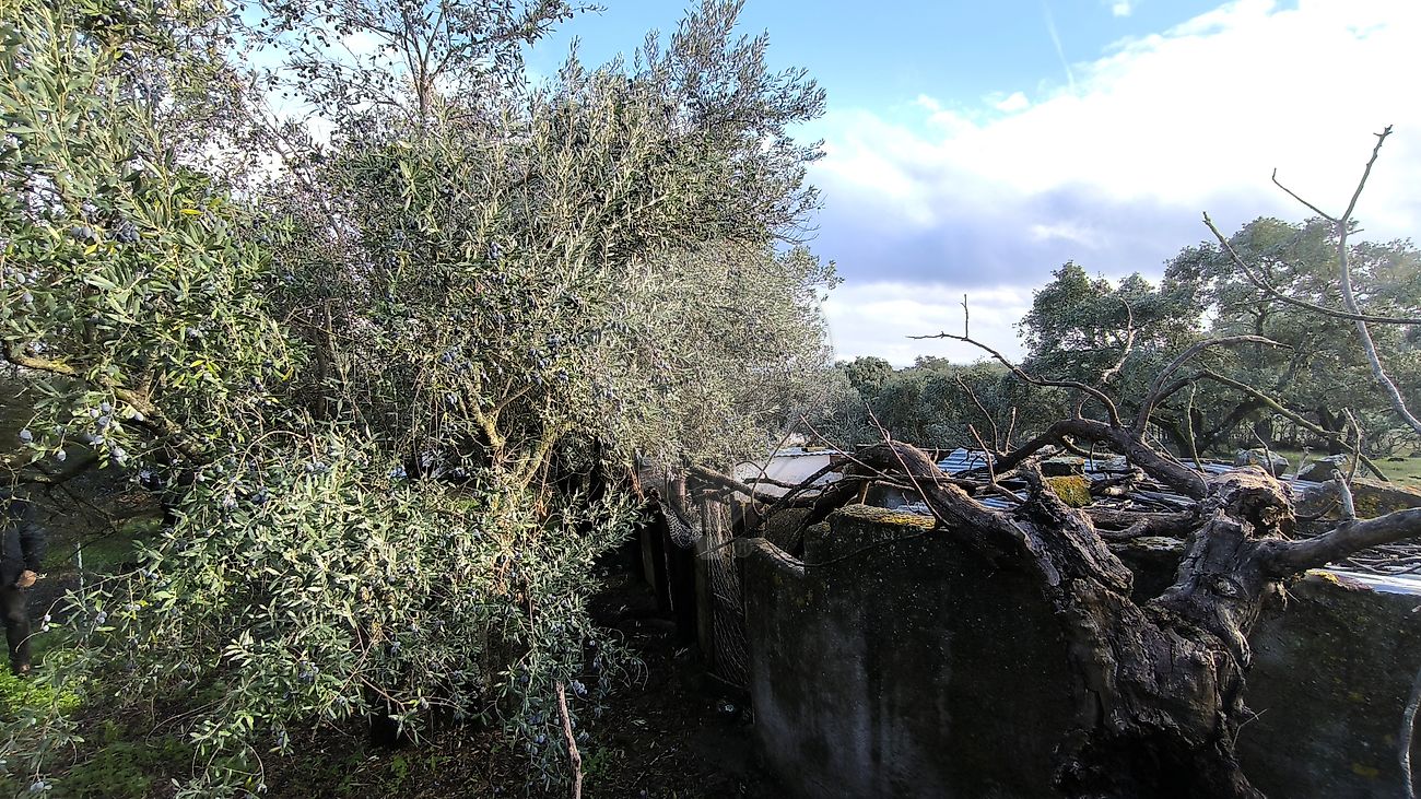 Moradia T2 à venda em São Brás e São Lourenço, Elvas — foto 10