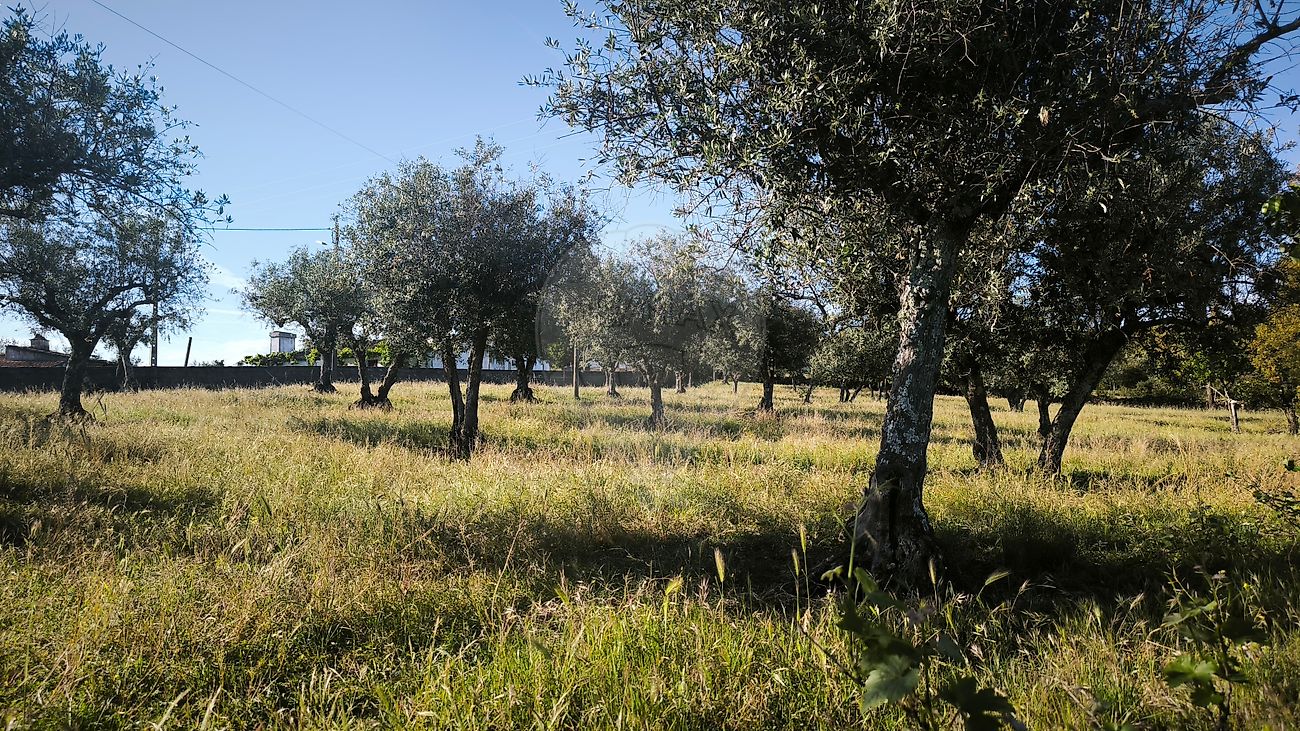 Moradia T6+ à venda em Esperança, Arronches — foto 25