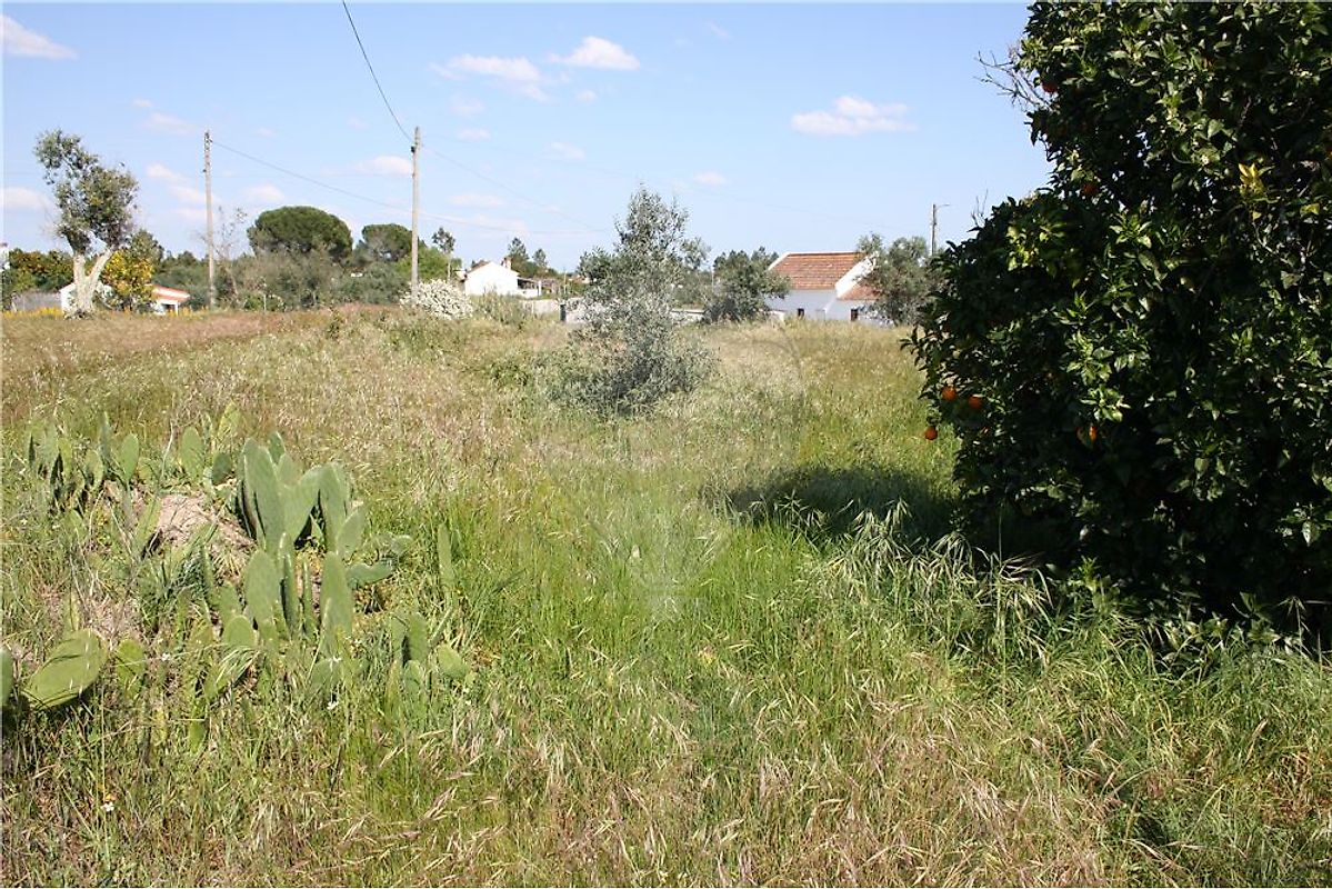 Terreno à venda em Montargil