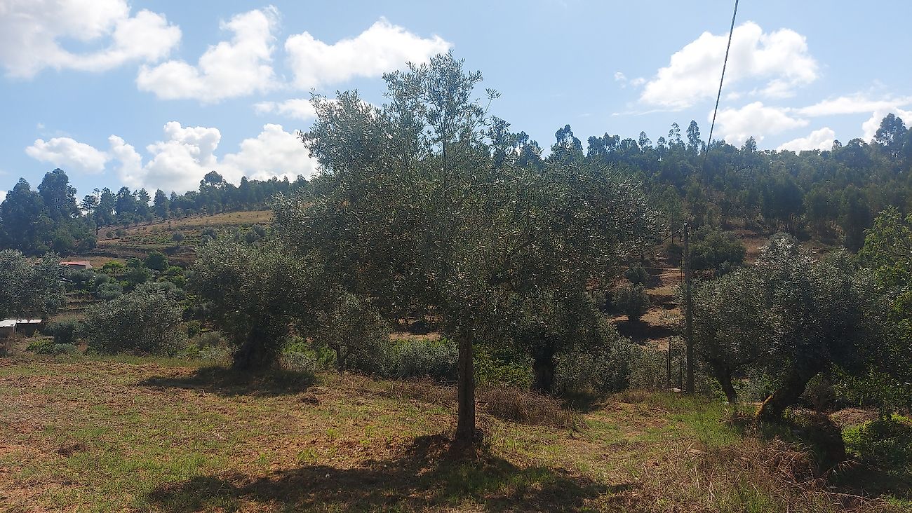 Quinta à venda em Abrantes