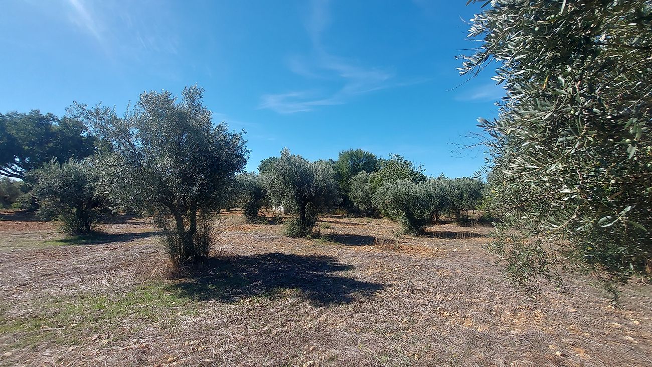 Quinta à venda em Abrantes