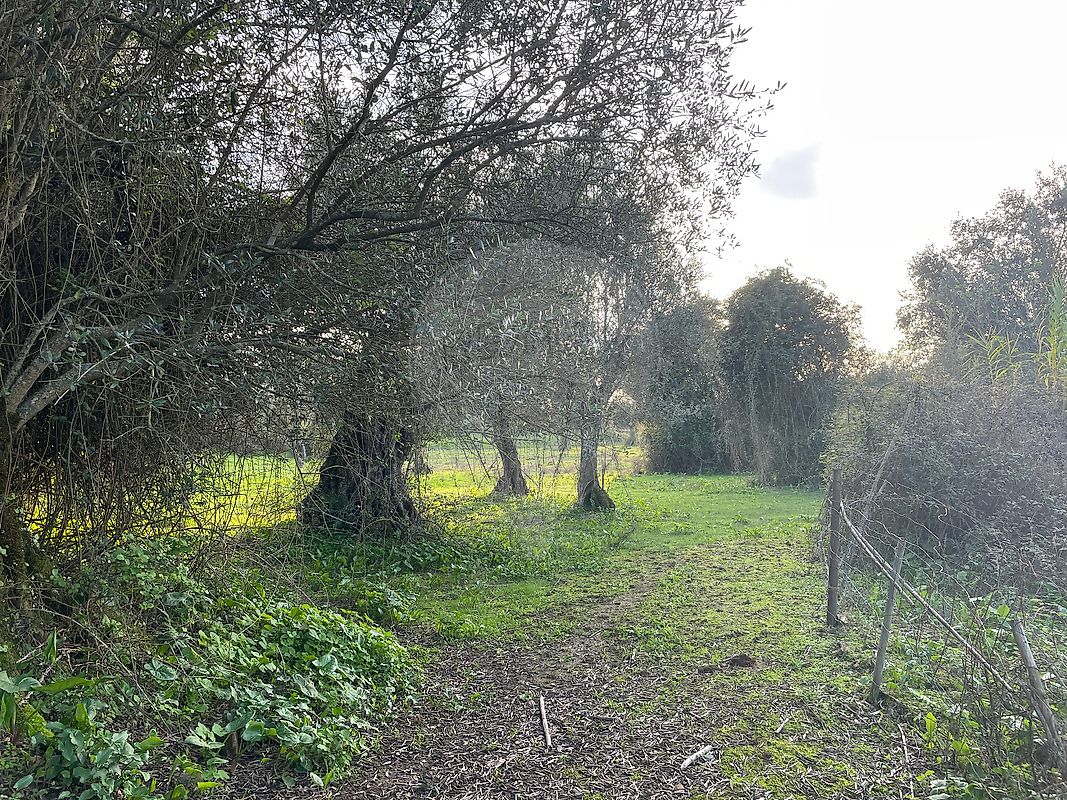 Terreno  à venda em Alter do Chão