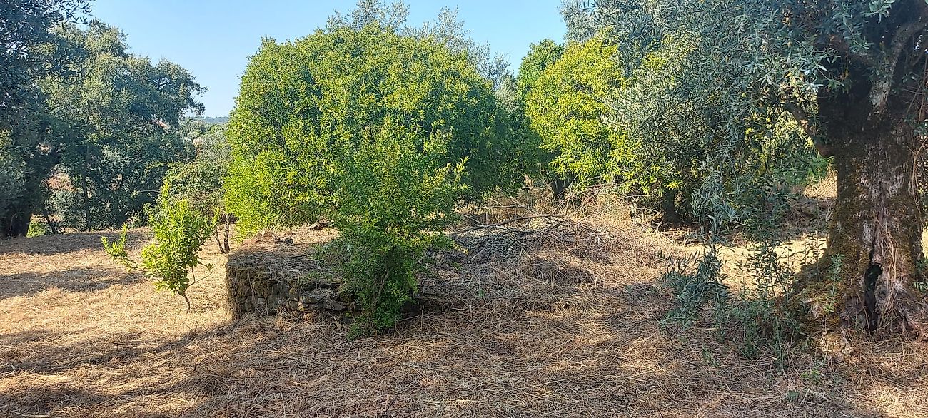 Terreno - Alvega e Concavada, Abrantes, Santarém