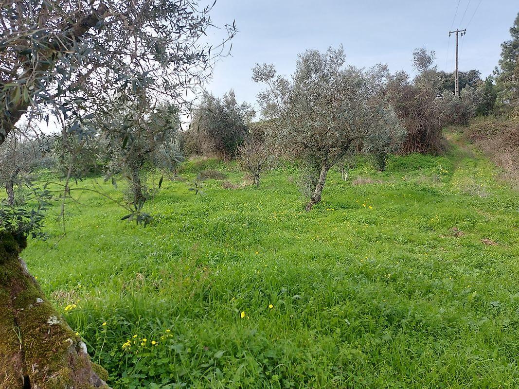 Terreno - Mouriscas, Abrantes, Santarém